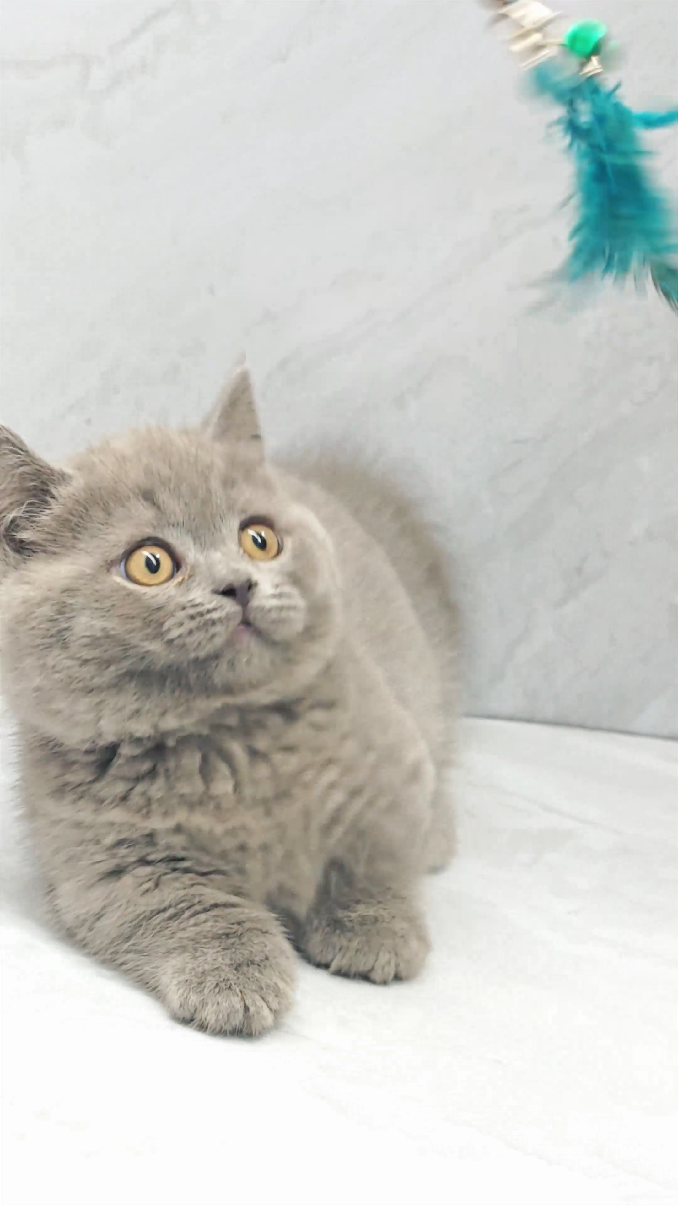 广州自家繁育蓝猫矮脚英短小短腿